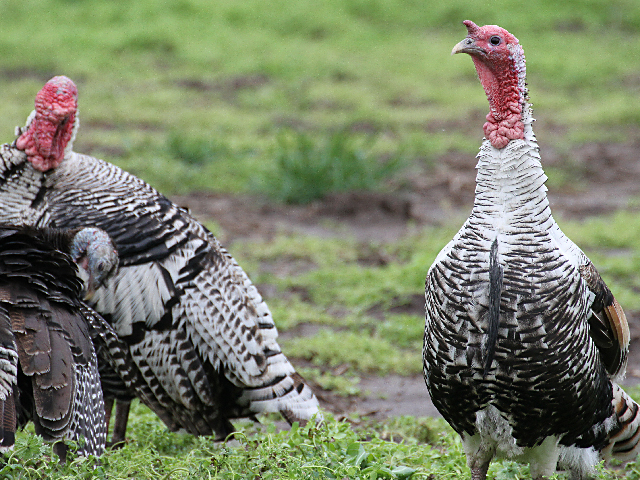 It&#039;s that time of year again when turkeys are the focus of most gatherings. It will be time to talk markets afterward. (DTN file photo by Pam Smith)